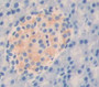 Torsin 3A (Tor3A) Polyclonal Antibody, Cat#CAU22188