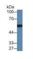 Western Blot; Sample: Mouse Kidney lysate; ;Primary Ab: 1µg/ml Rabbit Anti-Human ARSA Antibody;Second Ab: 0.2µg/mL HRP-Linked Caprine Anti-Rabbit IgG Polyclonal Antibody;