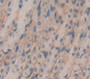 Galactosylceramidase (Galc) Polyclonal Antibody, Cat#CAU22197