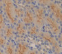 Solute Carrier Family 30, Member 6 (Slc30A6) Polyclonal Antibody, Cat#CAU22199