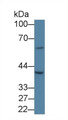 Western Blot; Sample: Porcine Cerebrum lysate; ;Primary Ab: 1µg/ml Rabbit Anti-Human SLC30A3 Antibody;Second Ab: 0.2µg/mL HRP-Linked Caprine Anti-Rabbit IgG Polyclonal Antibody;