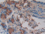 DAB staining on IHC-P; Samples: Mouse Stomach Tissue; Primary Ab: 10µg/ml Rabbit Anti-Mouse PAG1 Antibody Second Ab: 2µg/mL HRP-Linked Caprine Anti-Rabbit IgG Polyclonal Antibody
