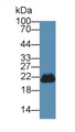 Western Blot; Sample: Mouse Cerebrum lysate; ;Primary Ab: 3µg/ml Rabbit Anti-Mouse PEBP1 Antibody;Second Ab: 0.2µg/mL HRP-Linked Caprine Anti-Rabbit IgG Polyclonal Antibody;
