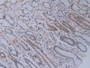 DAB staining on IHC-P; Samples: Human Stomach Tissue.