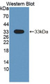 Western Blot; Sample: Recombinant protein.