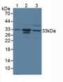 Western Blot; Sample: Lane1: Mouse Large Intestine Tissue; Lane2: Mouse Testis Tissue; Lane3: Human PC-3 Cells.