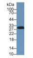 Western Blot; Sample: Porcine Adrenal gland lysate; Primary Ab: 1µg/ml Rabbit Anti-Human STAR Antibody Second Ab: 0.2µg/mL HRP-Linked Caprine Anti-Rabbit IgG Polyclonal Antibody