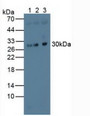 Western Blot; Sample: Lane1: Human Hela Cells; Lane2: Human Jurkat Cells; Lane3: Porcine Brain Tissue.