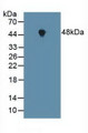 Western Blot; Sample: Mouse Heart Tissue.