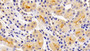 DAB staining on IHC-P; Samples: Mouse Kidney Tissue;  Primary Ab: 10μg/ml Rabbit Anti-Mouse LCN12 Antibody Second Ab: 2µg/mL HRP-Linked Caprine Anti-Rabbit IgG Polyclonal Antibody 