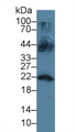 Western Blot; Sample: Mouse Testis lysate; Primary Ab: 3µg/ml Rabbit Anti-Human LCN12 Antibody Second Ab: 0.2µg/mL HRP-Linked Caprine Anti-Rabbit IgG Polyclonal Antibody