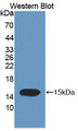 Western Blot; Sample: Recombinant protein.