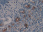 DAB staining on IHC-P; Samples: Mouse Stomach Tissue; Primary Ab: 30µg/ml Rabbit Anti-Mouse HDC Antibody Second Ab: 2µg/mL HRP-Linked Caprine Anti-Rabbit IgG Polyclonal Antibody