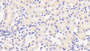 DAB staining on IHC-P; Samples: Mouse Kidney Tissue; Primary Ab: 10μg/ml Rabbit Anti-Mouse GLDC Antibody Second Ab: 2µg/mL HRP-Linked Caprine Anti-Rabbit IgG Polyclonal Antibody