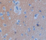 Glycine Dehydrogenase (Gldc) Polyclonal Antibody, Cat#CAU22233