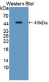 Western Blot; Sample: Recombinant protein.