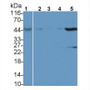 Western Blot; Sample: Lane1: Rat Thymus lysate; Lane2: A549 cell lysate; Lane3: Hela cell lysate; Lane4: Jurkat cell lysate; Lane5: MCF7 cell lysate; Primary Ab: 2μg/ml Rabbit Anti-Human AHCY Antibody; Second Ab: 0.2µg/mL HRP-Linked Caprine Anti-Rabbit IgG Polyclonal Antibody;