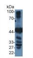 Western Blot; Sample: Porcine Liver lysate; ; Primary Ab: 1µg/ml Rabbit Anti-Human BHMT Antibody; Second Ab: 0.2µg/mL HRP-Linked Caprine Anti-Rabbit IgG Polyclonal Antibody;