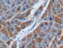 DAB staining on IHC-P; Samples: Porcine Cardiac Muscle Tissue; Primary Ab: 10µg/ml Rabbit Anti-Human BHMT Antibody Second Ab: 2µg/mL HRP-Linked Caprine Anti-Rabbit IgG Polyclonal Antibody