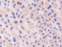 DAB staining on IHC-P; Samples: Human Liver Tissue;  Primary Ab: 30µg/ml Rabbit Anti-Human CDNF Anti
