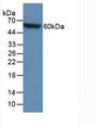 Western Blot; Sample: Recombinant CALB, Mouse.