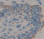 Desmocollin 2 (Dsc2) Polyclonal Antibody, Cat#CAU22249