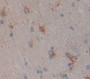 Cadherin Egf Lag Seven Pass G-Type Receptor 2 (Celsr2) Polyclonal Antibody, Cat#CAU22255