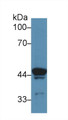 Western Blot; Sample: Rat Skeletal muscle lysate; Primary Ab: 5µg/ml Rabbit Anti-Rat ATP6AP2 Antibody Second Ab: 0.2µg/mL HRP-Linked Caprine Anti-Rabbit IgG Polyclonal Antibody