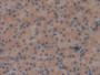 DAB staining on IHC-P; Samples: Rat Stomach Tissue