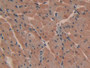 DAB staining on IHC-P; Samples: Mouse Heart Tissue; Primary Ab: 20µg/ml Rabbit Anti-Mouse ATP2B2 Antibody Second Ab: 2µg/mL HRP-Linked Caprine Anti-Rabbit IgG Polyclonal Antibody