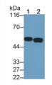 Western Blot; Sample: Recombinant protein.