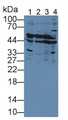Western Blot; Sample: Lane1: Human Liver lysate; Lane2: Human Lung lysate; Lane3: Mouse Kidney lysate; Lane4: Mouse Cerebrum lysate; Primary Ab: 1µg/mL Rabbit Anti-Human SELENBP1 Antibody; Second Ab: 0.2µg/mL HRP-Linked Caprine Anti-Rabbit IgG Polyclonal Antibody;