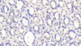 DAB staining on IHC-P; Samples: Rat Stomach Tissue; Primary Ab: 20μg/ml Rabbit Anti-Rat PZP Antibody Second Ab: 2µg/mL HRP-Linked Caprine Anti-Rabbit IgG Polyclonal Antibody