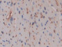 DAB staining on IHC-P; Samples: Mouse Heart Tissue; Primary Ab: 10µg/ml Rabbit Anti-Mouse PZP Antibody Second Ab: 2µg/mL HRP-Linked Caprine Anti-Rabbit IgG Polyclonal Antibody