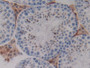 DAB staining on IHC-P; Samples: Mouse Testis Tissue.