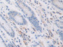 DAB staining on IHC-P; Samples: Human Stomach Tissue.