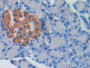 DAB staining on IHC-P; Samples: Rat Pancreas Tissue; Primary Ab: 30µg/ml Rabbit Anti-Rat PRSS8 Antibody Second Ab: 2µg/mL HRP-Linked Caprine Anti-Rabbit IgG Polyclonal Antibody