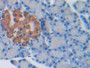 DAB staining on IHC-P; Samples: Rat Pancreas Tissue)