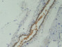 DAB staining on IHC-P; Samples: Mouse Skeletal muscle Tissue; Primary Ab: 10µg/ml Rabbit Anti-Mouse CRN Antibody Second Ab: 2µg/mL HRP-Linked Caprine Anti-Rabbit IgG Polyclonal Antibody