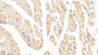 DAB staining on IHC-P; Samples: Mouse Cardiac Muscle Tissue;  Primary Ab: 10μg/ml Rabbit Anti-Mouse CRN Antibody Second Ab: 2µg/mL HRP-Linked Caprine Anti-Rabbit IgG Polyclonal Antibody 