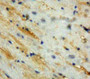 Used in DAB staining on fromalin fixed paraffin-embedded Heart tissue