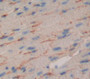 Corin (Crn) Polyclonal Antibody, Cat#CAU22294