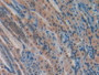 DAB staining on IHC-P; Samples: Mouse Stomach Tissue.