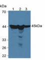 Western Blot; Sample: Lane1: Human HeLa Cells; Lane2: Human HepG2 Cells; Lane3: Human 293T Cells.