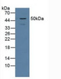 Western Blot; Sample: Human Jurkat Cells.