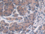 DAB staining on IHC-P; Samples: Human Pancreas Tissue)