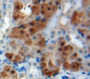 Used in DAB staining on fromalin fixed paraffin-embedded Kidney tissue