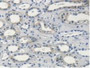 Figure. DAB staining on IHC-P; Samples: Human Kidney Tissue.