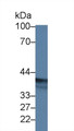 Western Blot; Sample: Human MCF7 cell lysate; Primary Ab: 2µg/ml Rabbit Anti-Human EPSTI1 Antibody Second Ab: 0.2µg/mL HRP-Linked Caprine Anti-Rabbit IgG Polyclonal Antibody