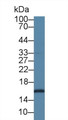 Western Blot; Sample: Porcine Liver lysate; ;Primary Ab: 1µg/ml Rabbit Anti-Human SUMO2 Antibody;Second Ab: 0.2µg/mL HRP-Linked Caprine Anti-Rabbit IgG Polyclonal Antibody;